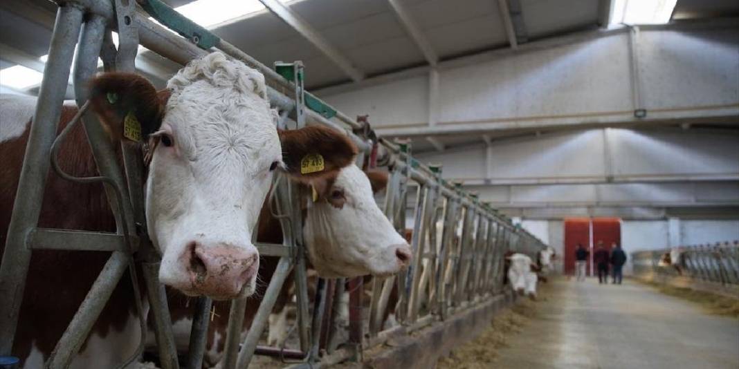 Patronundan maaş beklerken şimdi o maaş veriyor! Arabasını satıp girdiği işte köşeyi döndü 3